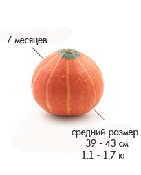 7 месяцев тыква.jpg